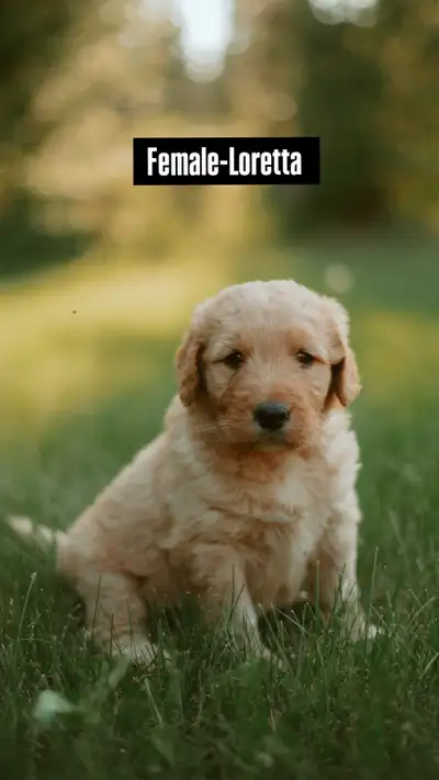 F1 Goldendoodles, View more