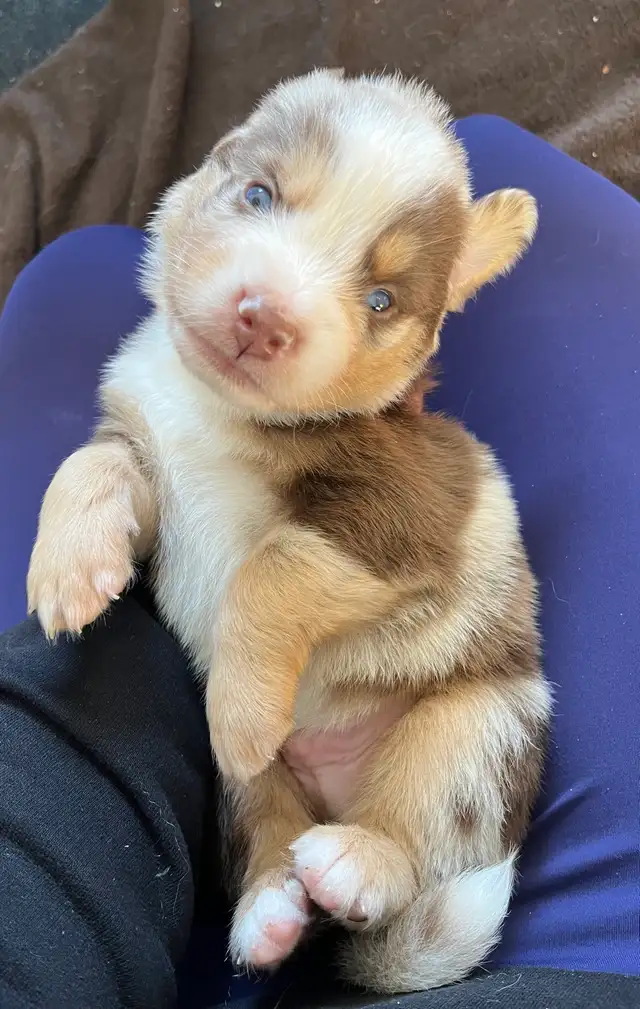 Beautiful purebred Australian Shepherd Spring break puppies. in Dogs & Puppies for Rehoming in Chilliwack - Image 5