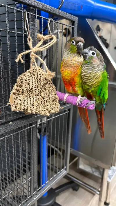 Perroquet conure, View more