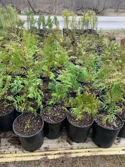Healthy trees about 1 foot tall. Deals on bulk See my other adds