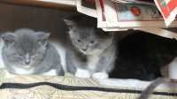 Adorable kittens looking for new homes!