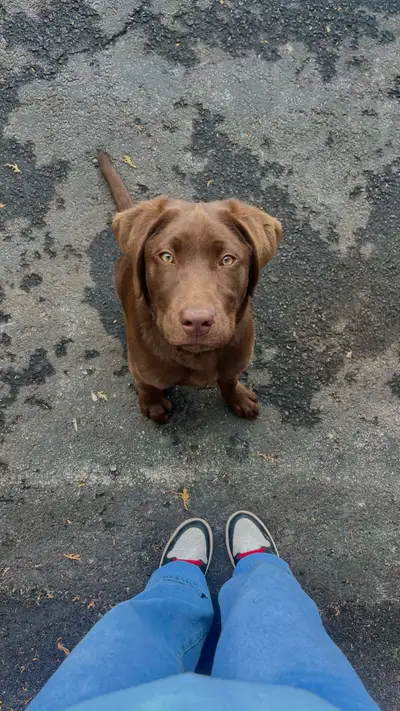 labrador chocolat pure race à vendre PRIX NÉGOCIABLE , View more