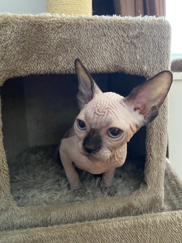 Sphynx Kittens Availabe in Cats & Kittens for Rehoming in Saskatoon - Image 4