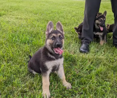 Beautiful Czech , CKC Registered, German Shepherd P, View more