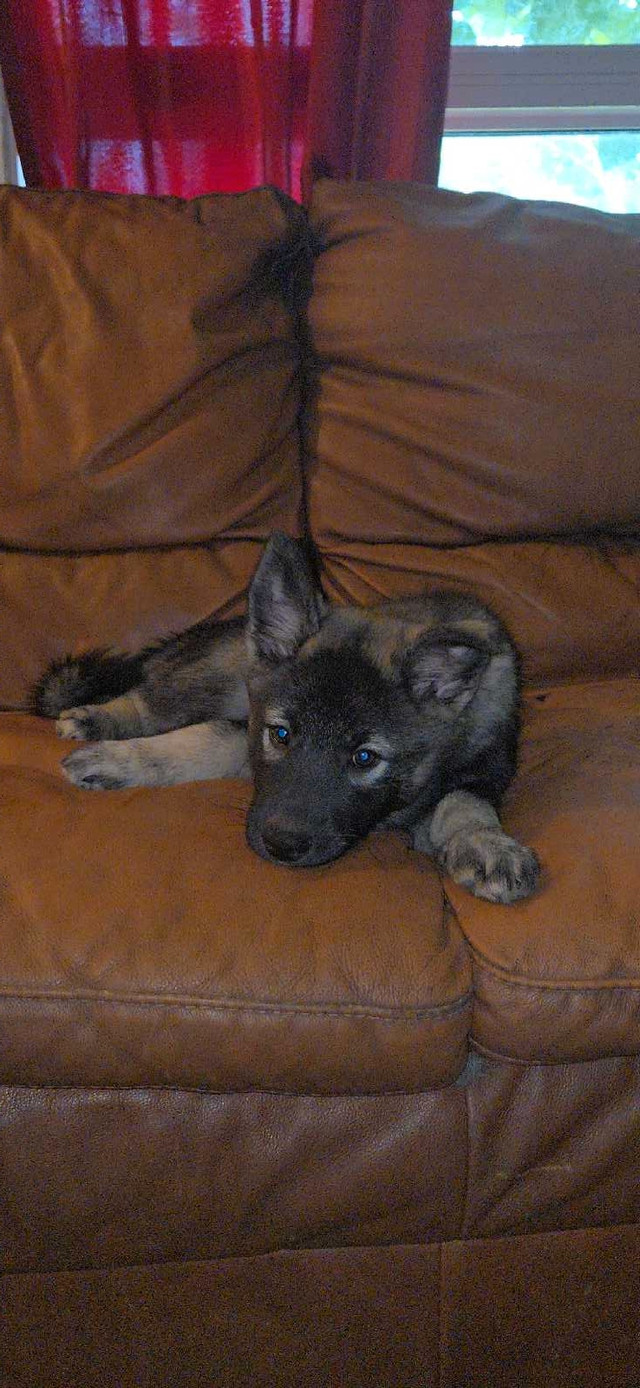 Only 1 left Gorgeous Norwegian Elkhound Puppy in Dogs & Puppies for Rehoming in North Bay - Image 4