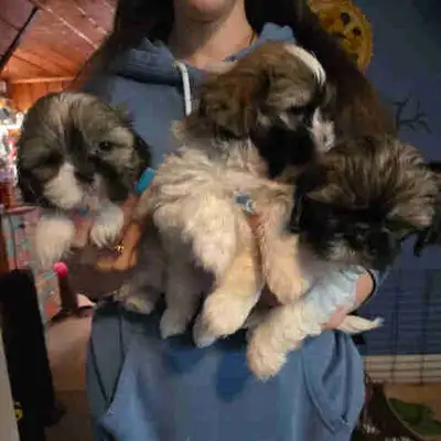 Shih Tzu puppies, View more