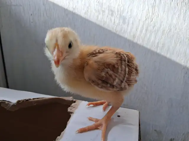 Layer Chicks & Chickens489072028088412167