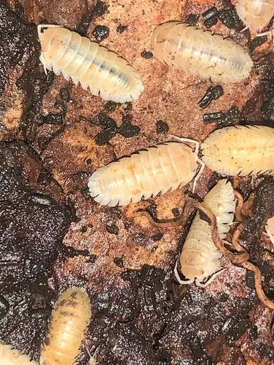 Isopods Golden Flake Jelly Bean, View more