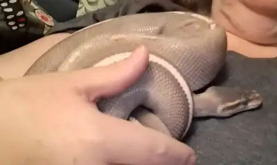 Wonderful male purple passion , View more