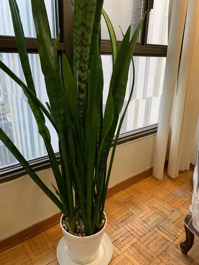 Indoor plants, View more