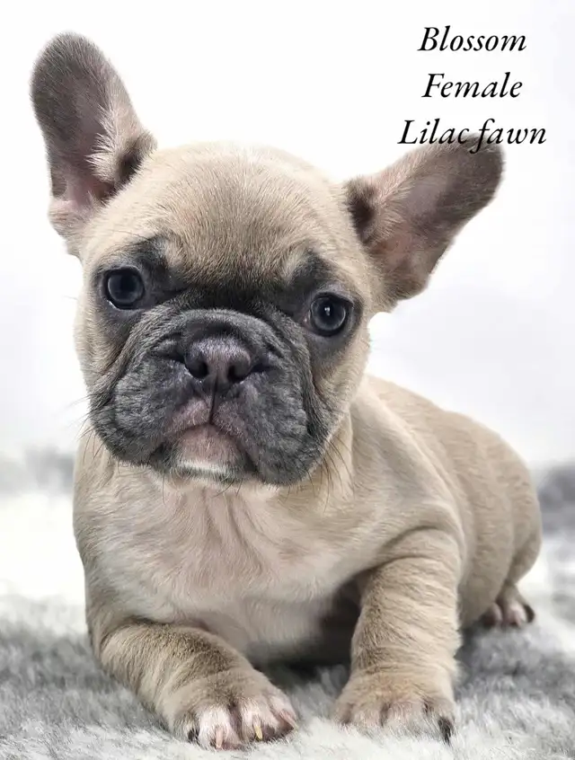 FRENCH BULLDOG PUPPIES CKC REG in Dogs & Puppies for Rehoming in Edmonton - Image 4