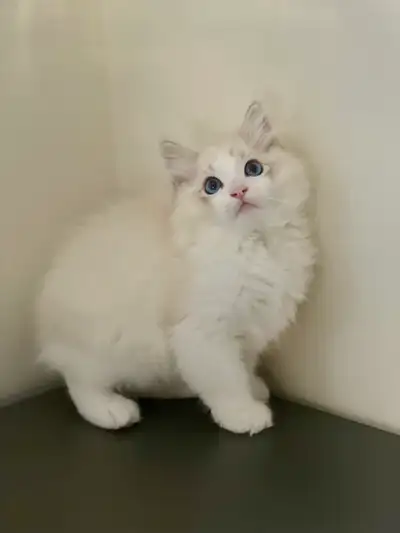 We have three adorable purebred Ragdoll kittens looking for their forever homes. Raised in a loving,...