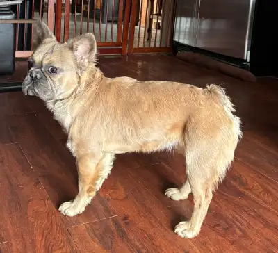 Fluffy French Bulldog Male , View more