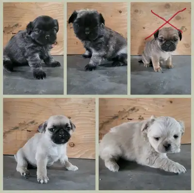 I have these pug puppies for sale asking $350. OBO Born on the 12 of September around 8 weeks old fo...