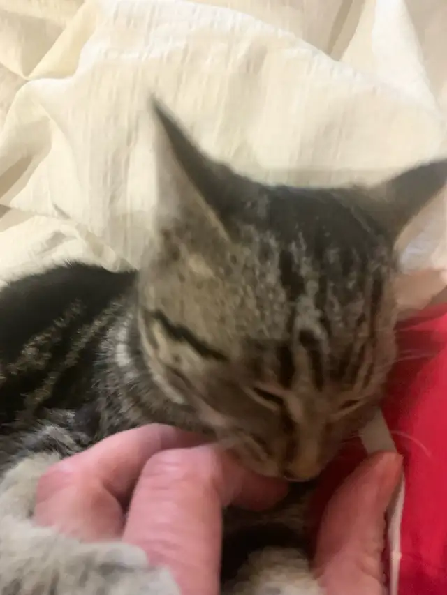 Ring in the new year with a new fuzzy friend