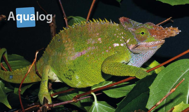 SELDOM SEEN BEAUTIFUL CHAMELEONS SPECIAL in Reptiles & Amphibians for Rehoming in North Bay - Image 3