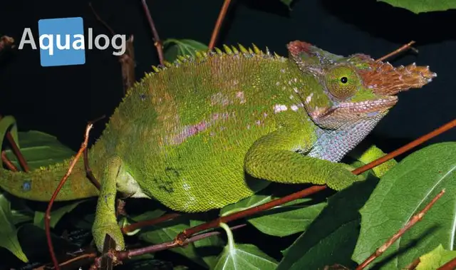 SELDOM SEEN BEAUTIFUL CHAMELEONS SPECIAL in Reptiles & Amphibians for Rehoming in North Bay - Image 4