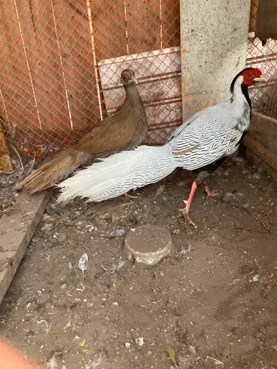 Hi there, I have a pair ( male and female) of pheasants and 2 male pheasants for sale, male is $50 f...