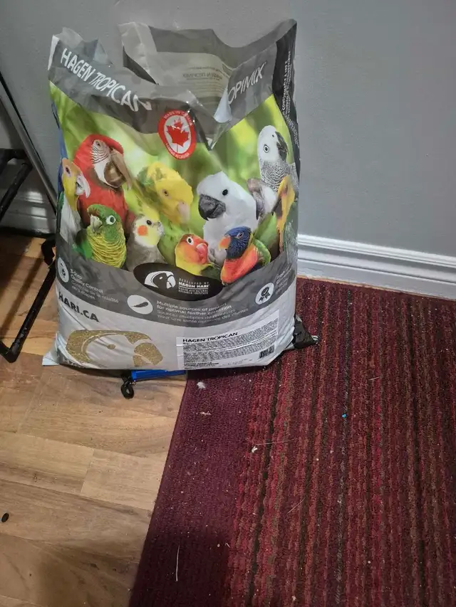2 congress parrot | Birds for Rehoming | Moncton | Free local ...