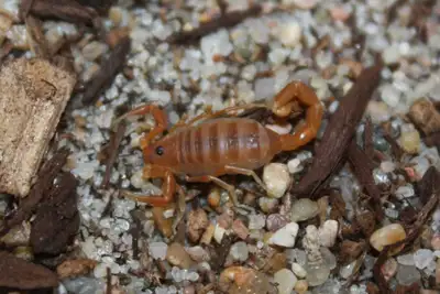 Message me for the full list – prices and pictures available! Spicy and beginner friendly scorpions...