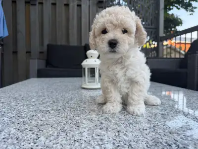 Bichon Puppy, View more