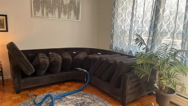 sofa chair couch  and carpet cleaning 