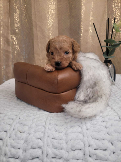 Purebred Tiny Toy Poodles for sale