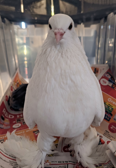 Please adopt this fancy pigeon, View more