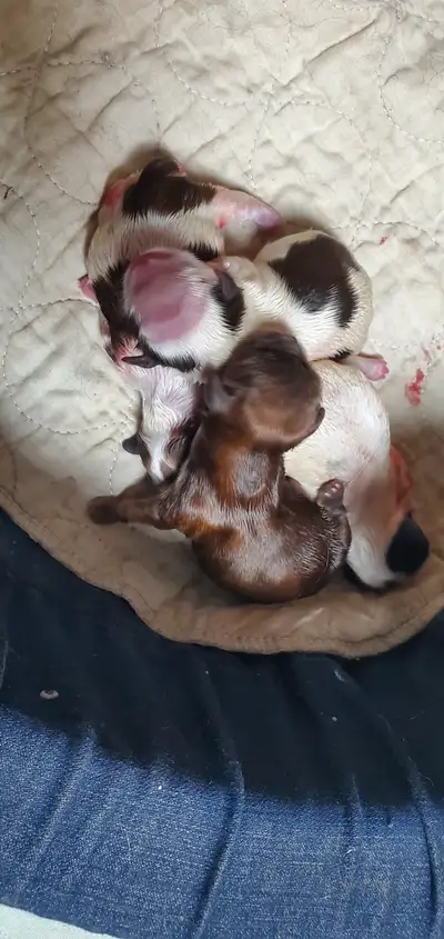 Shih tzu ckc registered pups, View more