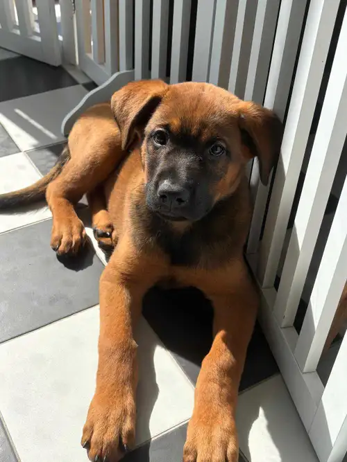 Belgian Malinois and Rotwieler Champion Bloodline https://www.vom-hause-edelstein.com/new/uzi_flash_...