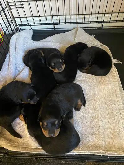 Rottweiler puppies *2 girls left*, View more