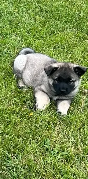 Norwegian Elkhound-Male Puppy, View more