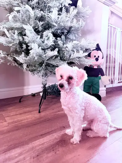 Mini Poodle, View more