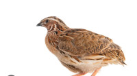 Day old Coturnix quail available Aprtl 25 approximately