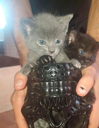 Black and grey kittens