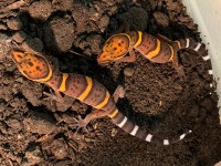 Cave geckos, Goniurosaurus bawanglingensis