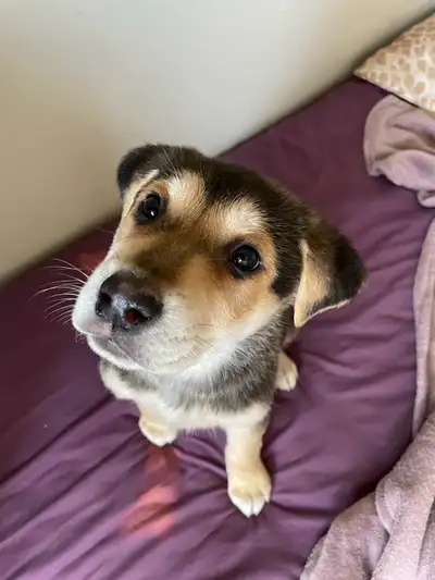 Mom is a Husky,German Shepherd We don’t know the dad. Cute, Cuddly, Playful Puppies. Puppy 1- black/...