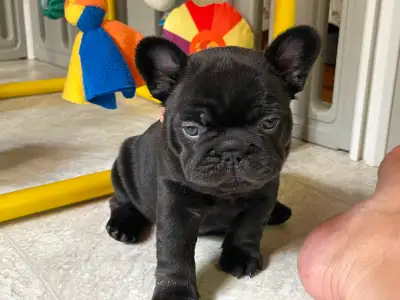 Pawdorabulls French Bulldogs - fluffy carriers!!, View more