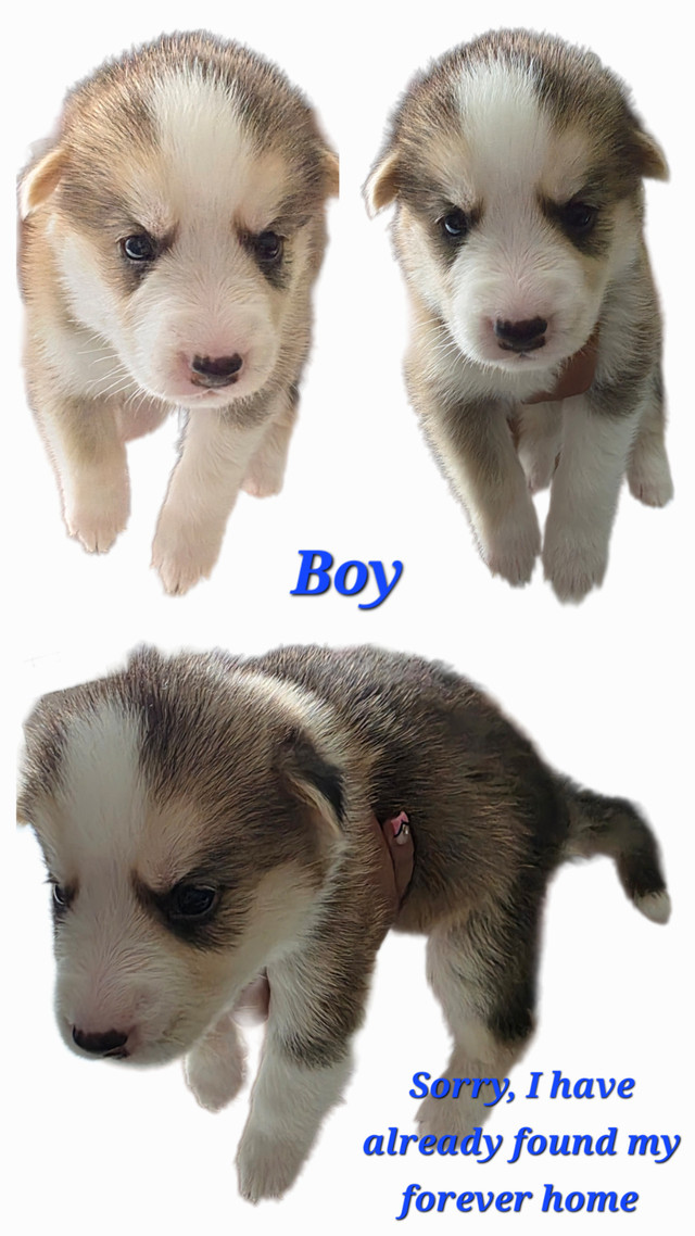 Gorgeous Gerberian Shepsky Puppies in Dogs & Puppies for Rehoming in Bedford - Image 4