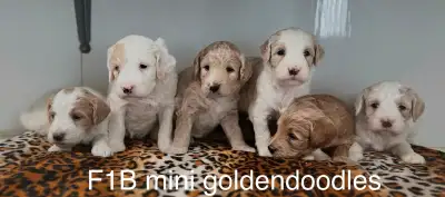 Cockapoo puppies ready early July and summer. July F1B mini/ small goldendoodles ready for home mid...