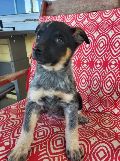 chiot bouvier australien 750$, View more