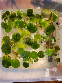 Frogbit - Aquarium Plant