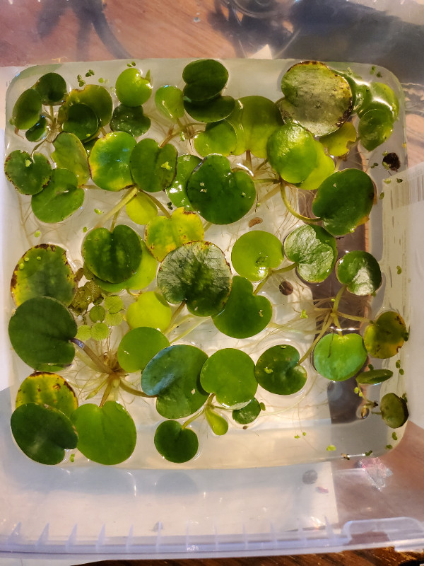 Frogbit - Aquarium Plant in Other in Dartmouth