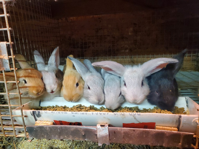 Rabbits  in Livestock in Oakville / Halton Region - Image 4