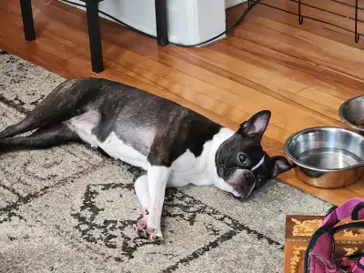 Sweet Boston terrier for rehoming, View more