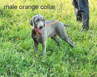 One purebred male Weimaraner puppy available, View more