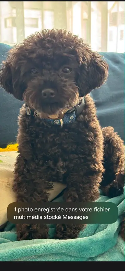 Caniche Toy noir (3.70kg), View more