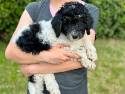 Beautiful Bernedoodle Ready for Her New Homes, View more