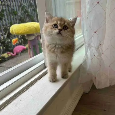 6 Rare Scottish X British kittens available , View more