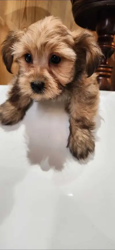 Petit morkie cherche une belle grande famille pour la vie! ♥️ Prêt à partir maintenant avec cage, li...